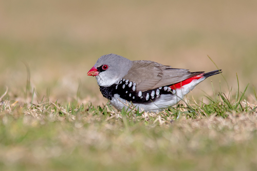 Diamond Firetail