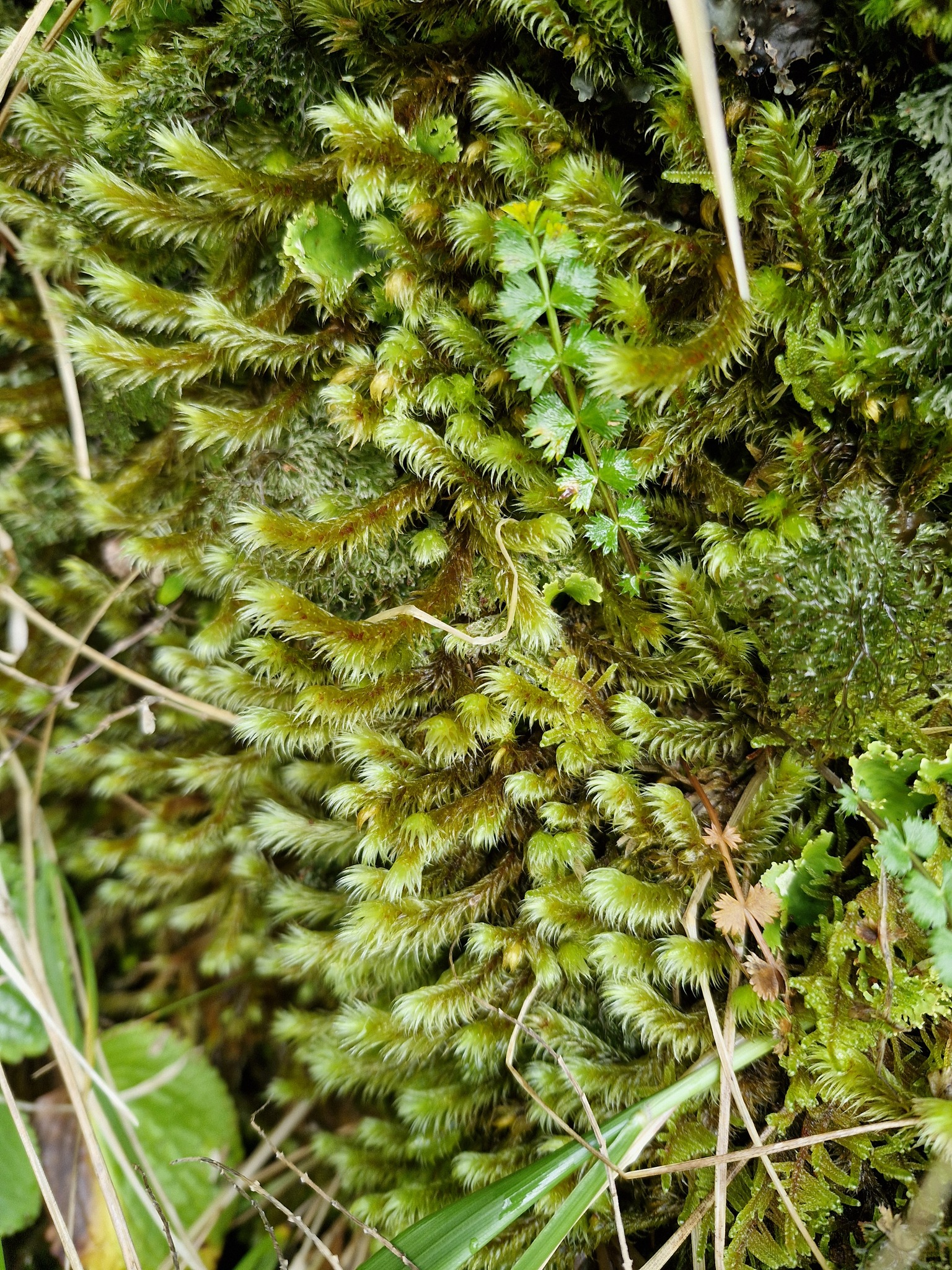 Compost Plant Spore Breutelia elongata - Growing Guide & Care Tips | BioGardens.org