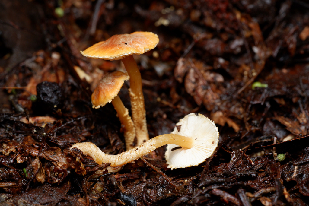 Cystoderma clastotrichum · April 2025 · photo: © celadonfern (iNaturalist, cc-by)