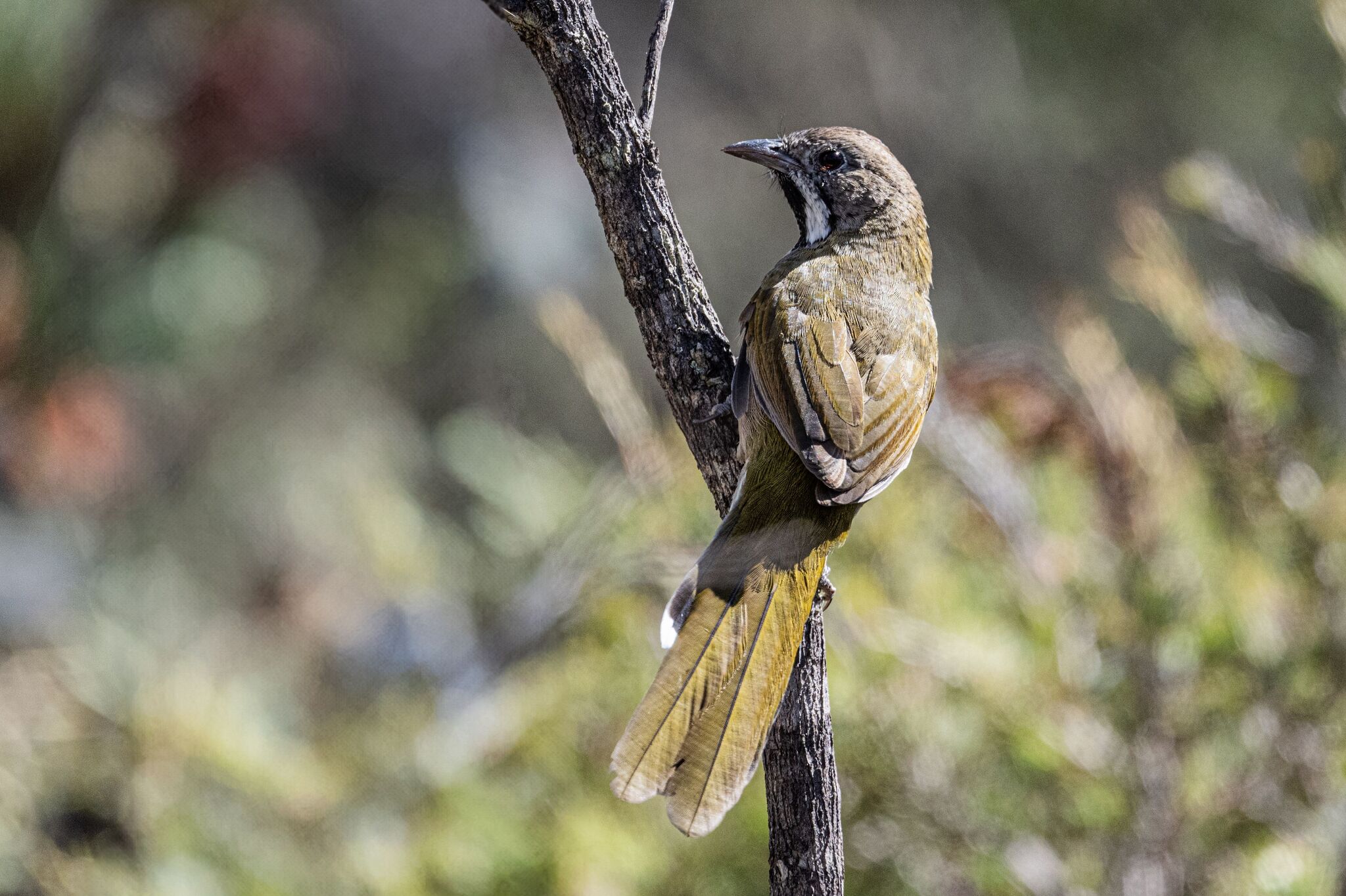 Western Whipbird (Psophodes nigrogularis), photo 9