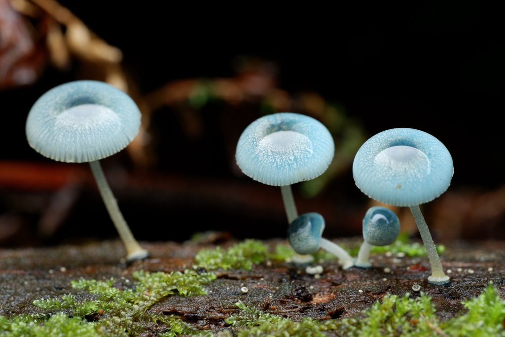 Mycena interrupta · April 2025 · photo: © celadonfern (iNaturalist, cc-by)