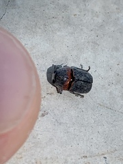 Pachybrachis thoracicus