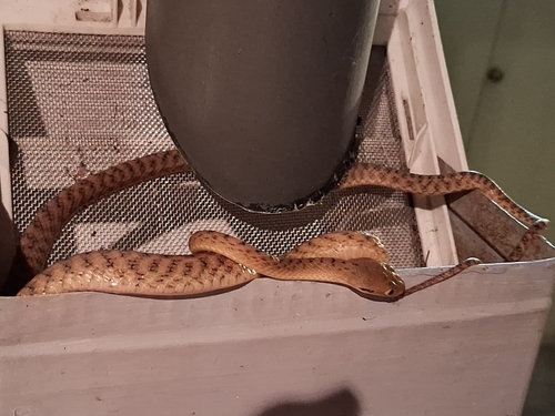 Brown Tree Snake sighting