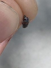 Pachybrachis thoracicus