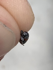 Pachybrachis thoracicus