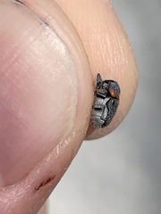 Pachybrachis thoracicus