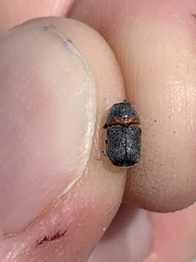 Pachybrachis thoracicus