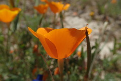 Eschscholzia lemmonii