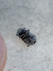 Pachybrachis thoracicus