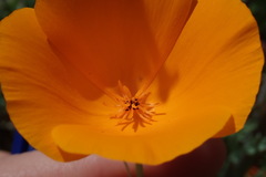 Eschscholzia lemmonii