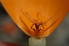 Eschscholzia lemmonii