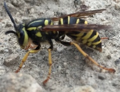 Vespula squamosa