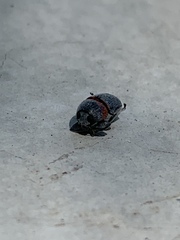 Pachybrachis thoracicus