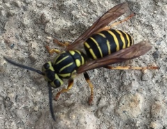 Vespula squamosa