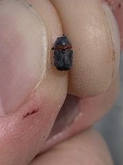 Pachybrachis thoracicus