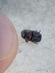 Pachybrachis thoracicus