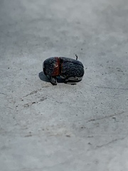 Pachybrachis thoracicus