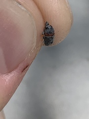 Pachybrachis thoracicus