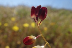 Caulanthus californicus