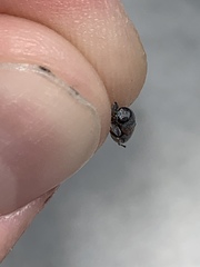 Pachybrachis thoracicus