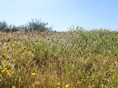 Caulanthus californicus