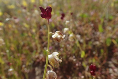 Caulanthus californicus