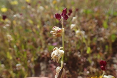 Caulanthus californicus