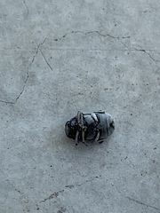 Pachybrachis thoracicus