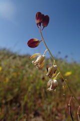 Caulanthus californicus