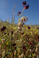 Caulanthus californicus