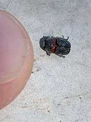 Pachybrachis thoracicus