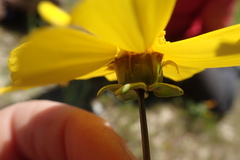 Leptosyne calliopsidea