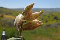 Astragalus lentiginosus nigricalycis