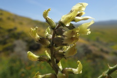 Astragalus lentiginosus nigricalycis