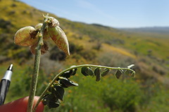Astragalus lentiginosus nigricalycis