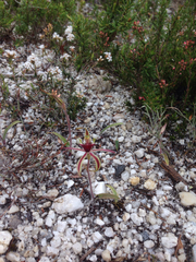 Caladenia dilatata