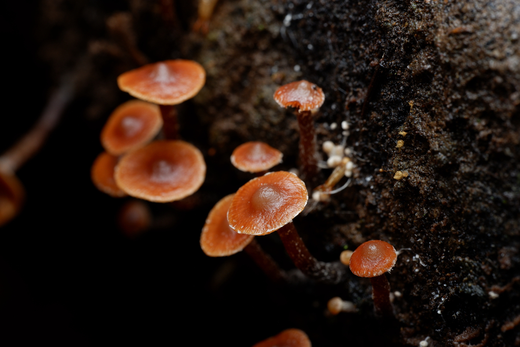Kuehneromyces brunneoalbescens