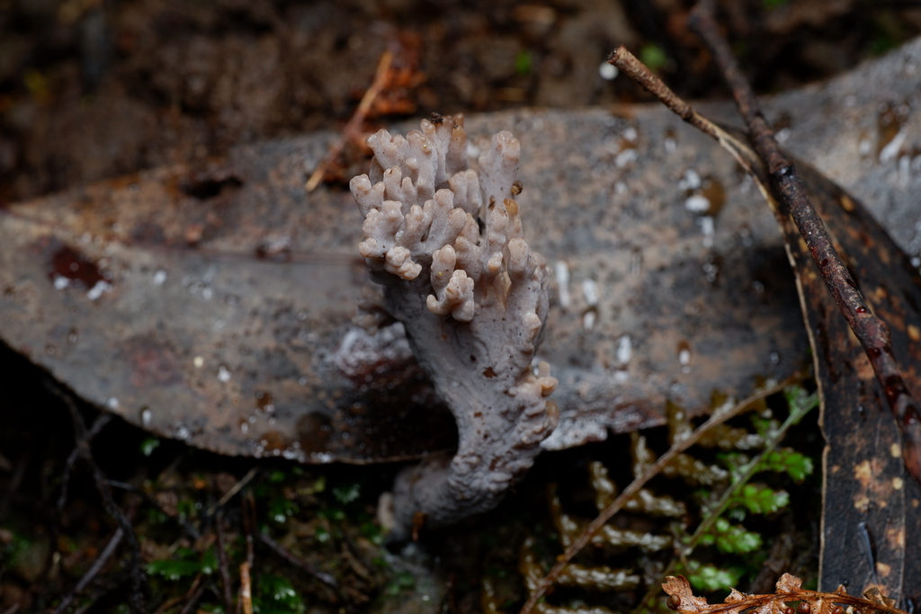 Clavulina cinerea · April 2025 · photo: © celadonfern (iNaturalist, cc-by)