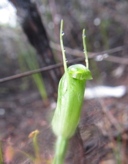 Pterostylis puberula