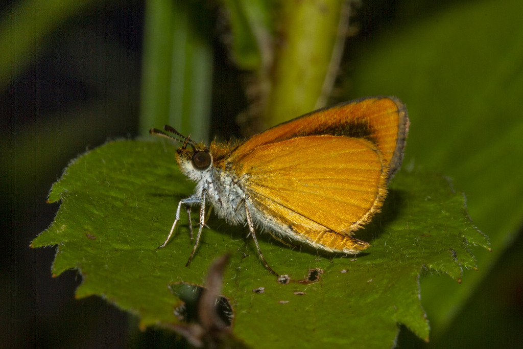 Ancyloxypha