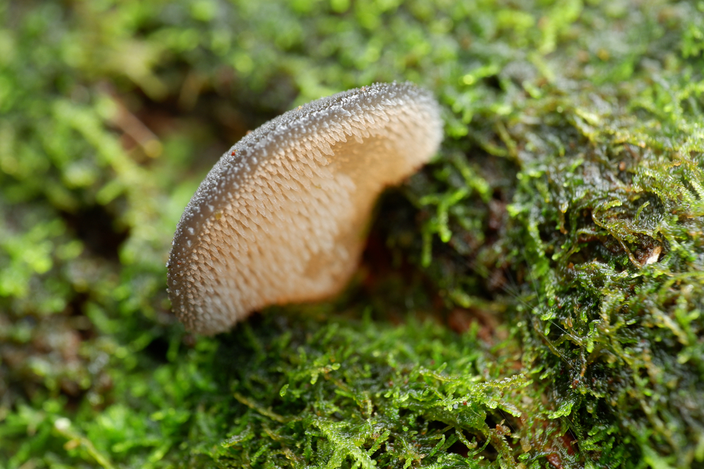 Pseudohydnum gelatinosum · April 2025 · photo: © celadonfern (iNaturalist, cc-by)
