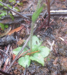 Pterostylis puberula