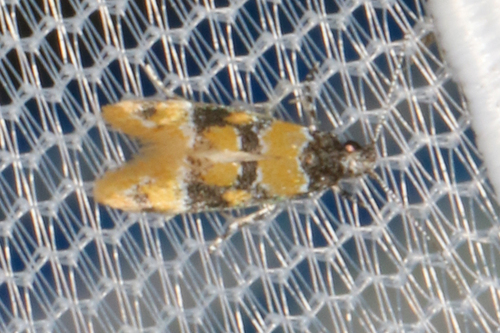 Small Decantha Moth photo 4
