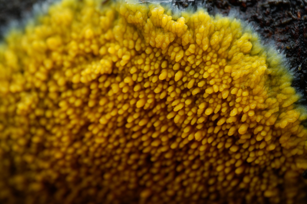 Phlebia subceracea · April 2025 · photo: © celadonfern (iNaturalist, cc-by)