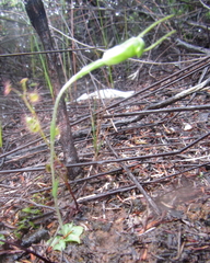 Pterostylis puberula