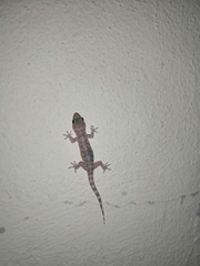 Hemidactylus turcicus