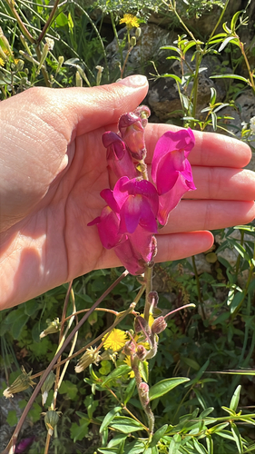 Snapdragon plant photo (Antirrhinum majus)
