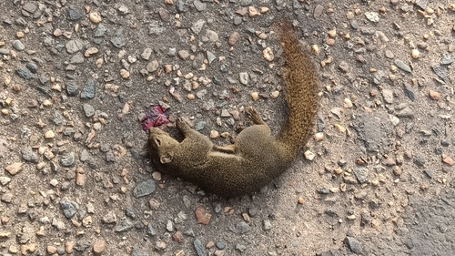 Callosciurus notatus