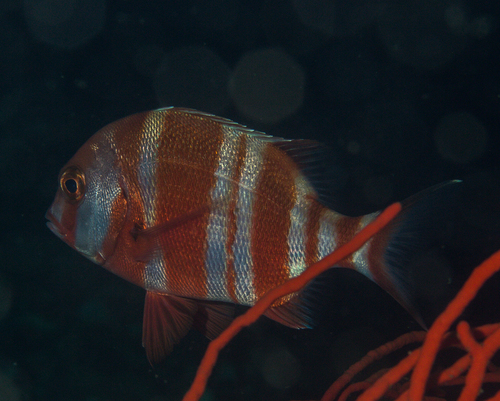 Red stumpnose (Chrysoblephus gibbiceps) — Sparidae
