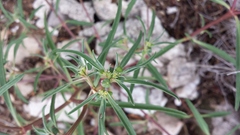 Euphorbia exstipulata